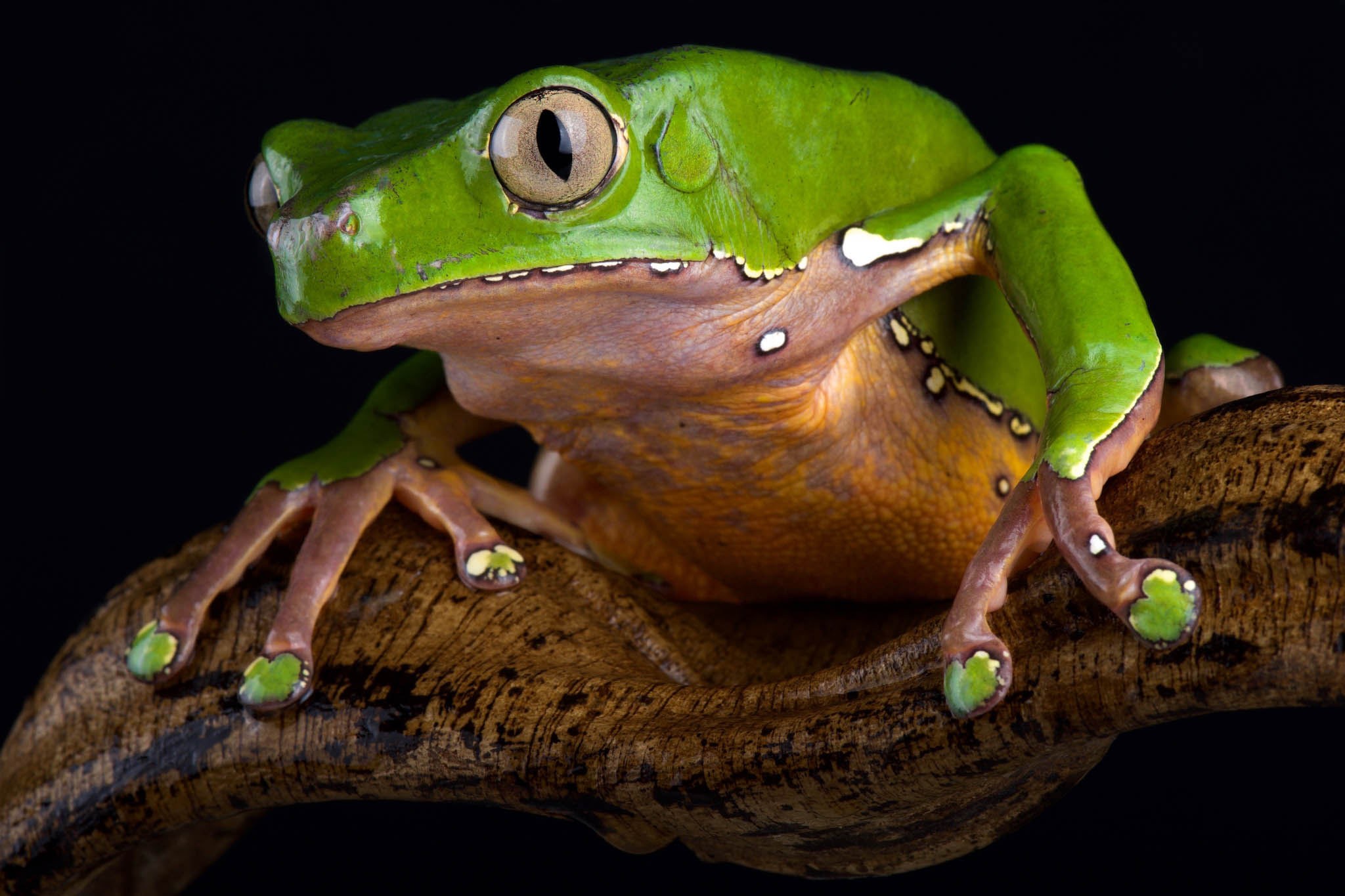 Phyllomedusa bicolor